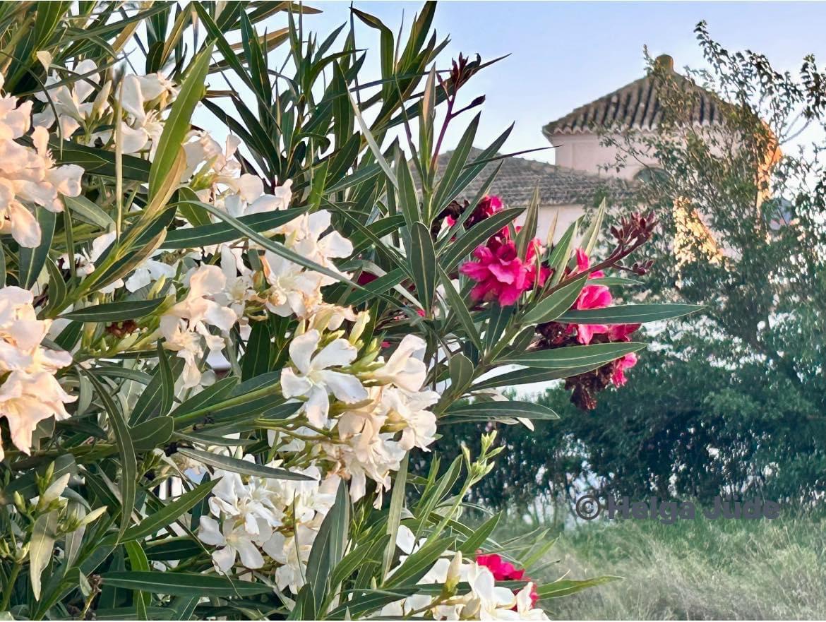  apartment  in   Sucina   Spain   